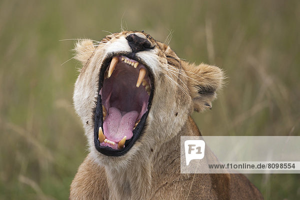 Löwin (Panthera leo)  gähnend