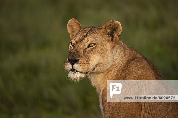 Löwin (Panthera leo)  Portrait