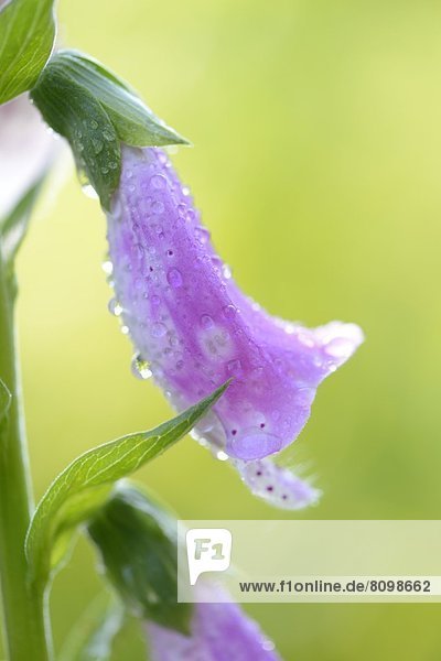 Blüte eines Roten Fingerhuts (Digitalis purpurea)  close-up