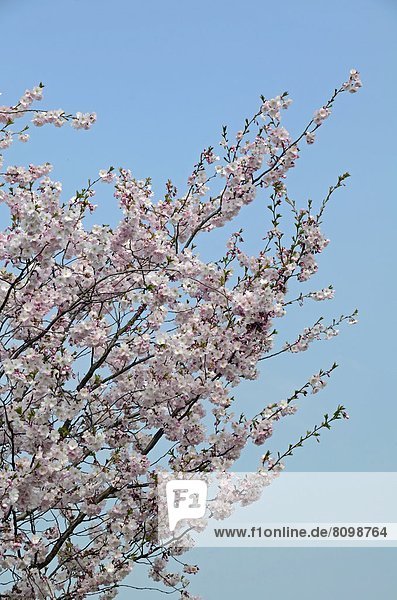 Cherry tree with cherry blossoms