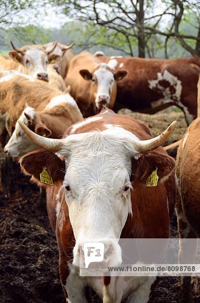 Kühe auf einem Bauernhof
