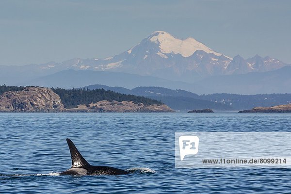 Vereinigte Staaten von Amerika  USA  Schwertwal  Orcinus orca  Nordamerika