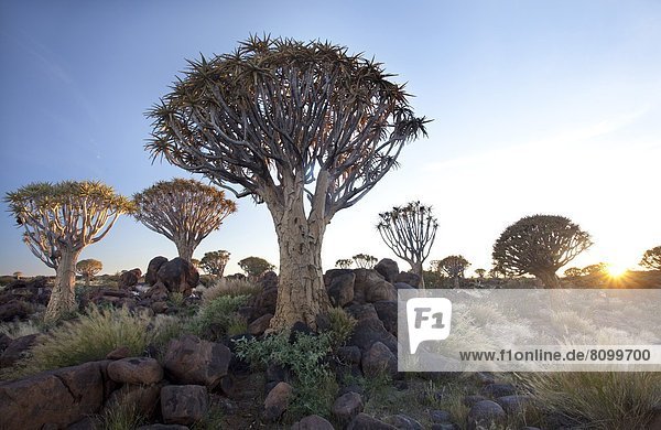 nahe  Köcherbaum  Aloe Dichotoma  Bauernhof  Hof  Höfe  Wald  Namibia  Afrika