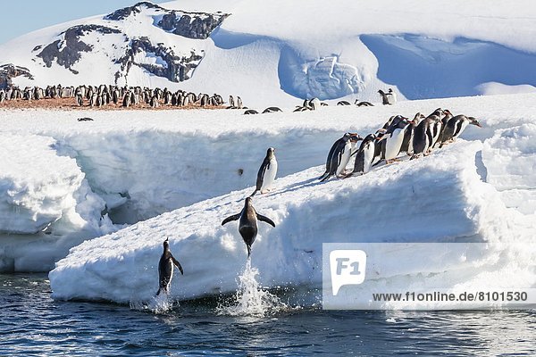 Fischereihafen  Fischerhafen  Kaiserpinguin  Aptenodytes forsteri  springen  Eis  Eselspinguin  Pygoscelis papua  Langschwanzpinguin  Erwachsener  Antarktis