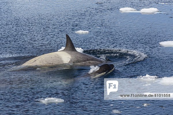 Schwertwal  Orcinus orca  nahe  geselliges Beisammensein  Reise  Wal  Antarktis  Halbinsel  Knüpfen von Kontakten