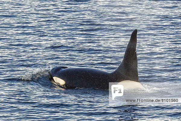 Schwertwal  Orcinus orca  Bulle  Stier  Stiere  Bullen  nahe  geselliges Beisammensein  Reise  Antarktis  Halbinsel  Knüpfen von Kontakten  Meerenge  Wal