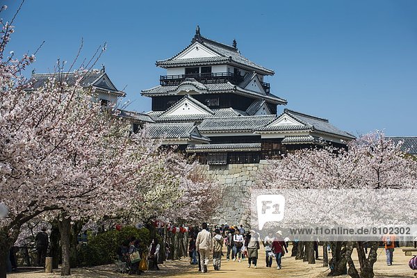 Palast  Schloß  Schlösser  Kirsche  Blüte  Asien  Japan