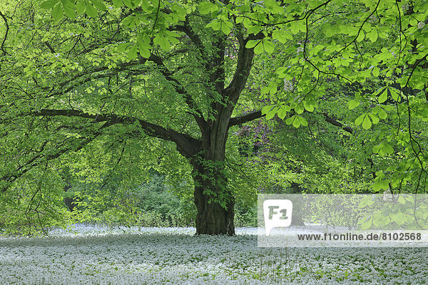 Blühender Bärlauch (Allium ursinum) und Bäume im Schlosspark Putbus  Rügen  Deutschland