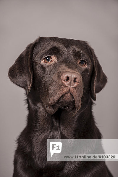Brauner Labrador Retriever  Portrait