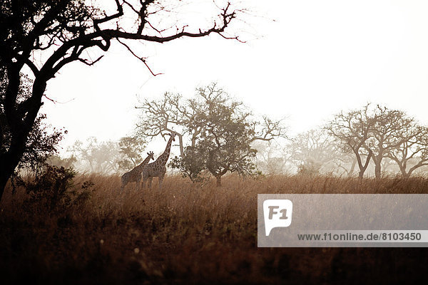 stehend Gras Giraffe Giraffa camelopardalis Akazie Napiergras (Pennisetum purpureum) Elefantengras