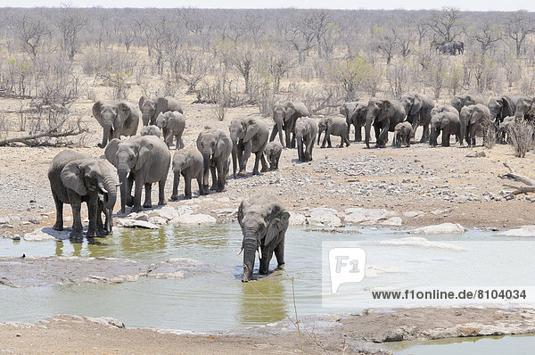 Herd of African Bush Elephants (Loxodonta africana) walking towards Moringa Waterhole
