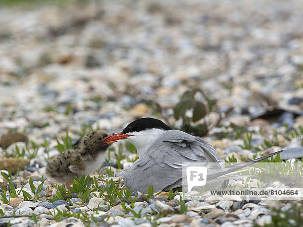 Common Tern (Sterna hirundo) feeding a chick