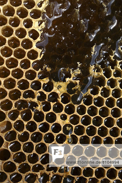 Detail Bienenwabe