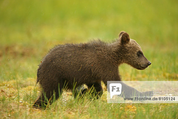 Braunbär (Ursus arctos)  Jungtier