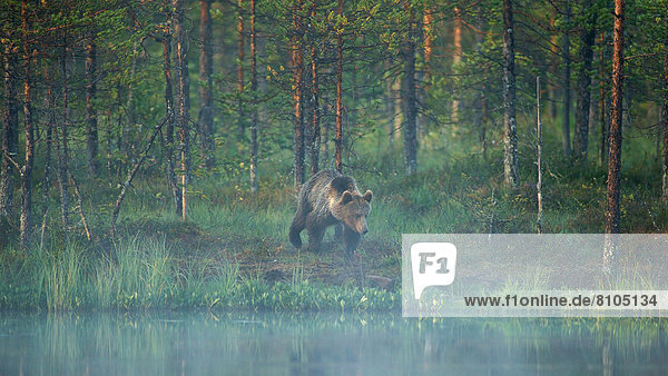 Braunbär (Ursus arctos)