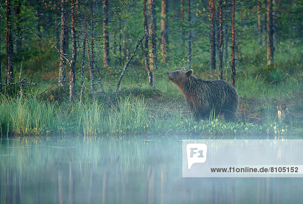Braunbär (Ursus arctos)