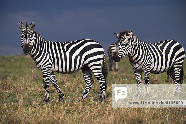 Böhm-Zebras (Equus quagga boehmi) im aufziehenden Gewitter