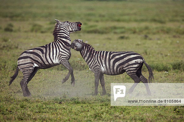Böhm-Zebras (Equus quagga boehmi)  Zebrahengste im Kampf auf Leben und Tod