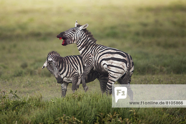 Böhm-Zebras (Equus quagga boehmi)  Zebrahengste im Kampf auf Leben und Tod