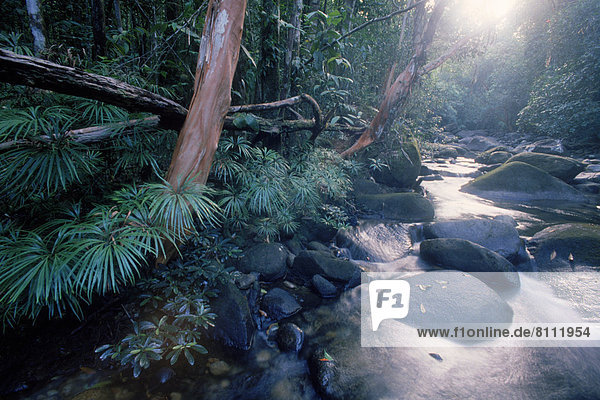 Asia Indonesia Sky Trees Plants Stones Pebbles Rocks Water Stream Nobody Still Flow Forest Cluster Uneven Greenery Refreshing Outdoors Day Front View Vertical Color Image Photography