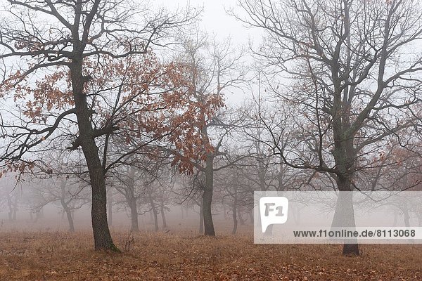 Europa  Wald  Nebel  Herbst  Eiche  Osteuropa  Oktober  Rumänien