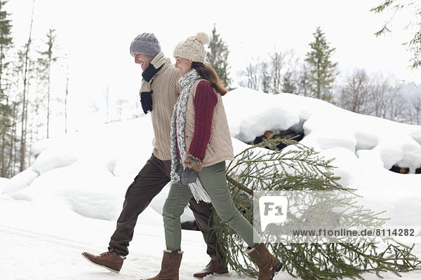 Happy couple dragging fresh Christmas tree in snow