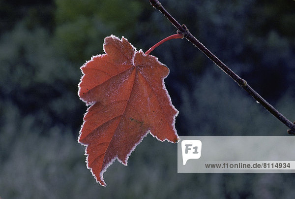 USA-New England-ME Autumn Scenes New England symbol delicate fleeting USA - ME - Autumn USA Jose Azel ME Fall Foliage North America fall / autumn leaves / leaf close-up details one orange black