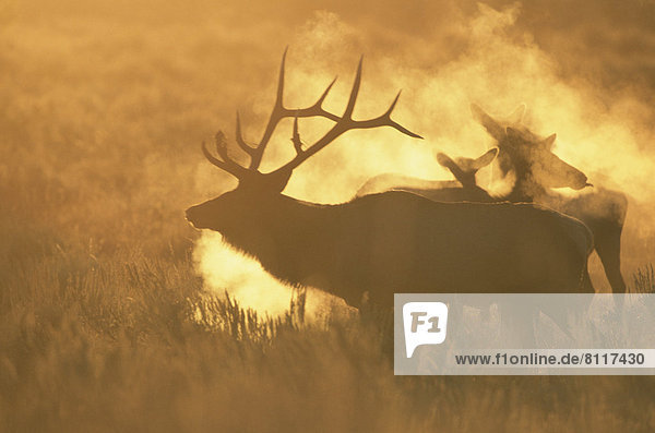 Grand Teton National Park Wyoming USA United States Elk Sunlight Cold Quiet North America Misty Foggy Sunny Silhouette horizontal color image photography