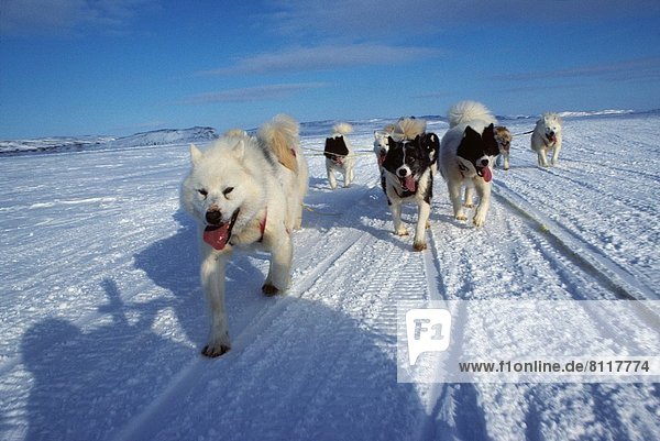 Teamwork  ziehen  Hund  Husky  Kanada  Nunavut  Schlitten
