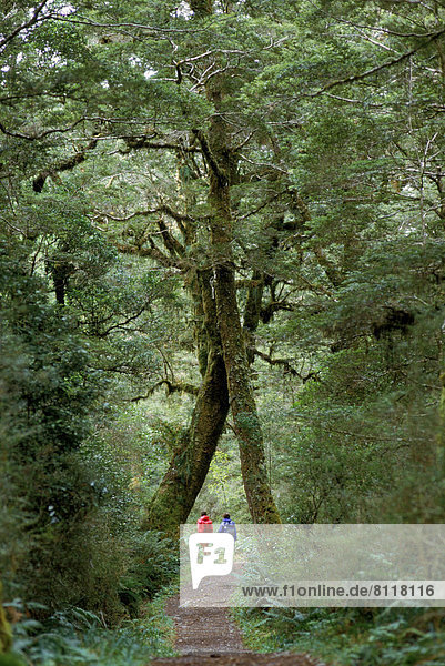 Caucasian Two People Full Length Outdoors Day Ground level view Lush Green Tree Moss together backpack Trail Walk Hike Forest Pathway Vegetation Wilderness Exercise Nature Vertical Color image Photography New Zealand Milford Track