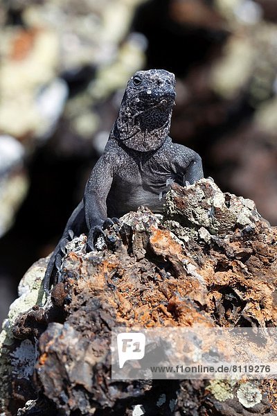 Felsbrocken  stehend  Lava  Galapagosinseln  Ecuador  Leguan