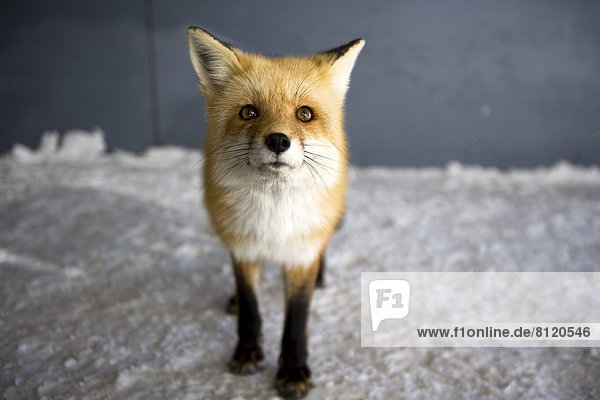 Alertness Animal Cold Temperature Color Image Copy Space Curiosity Cute Day Fox Front View Full Length Horizontal Hungry Looking Up Mt Washington New Hampshire Nobody One Animal Outdoors Photography Red Fox Scavenging Selective Focus Snow Snowcapped Standing Survival USA Vulpes Vulpes Wildlife Winter