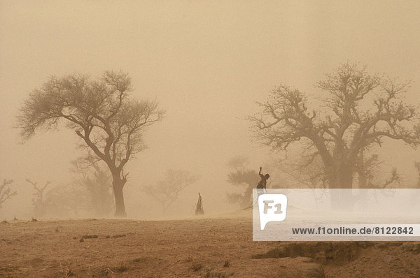 Africa Arid Landscape Brown Color Image Dogon Dogon Tribe Fog Full Length Grainy Horizontal Indigenous Culture Monochromatic Outdoors Photography Traditional Clothing Tree Two People Working