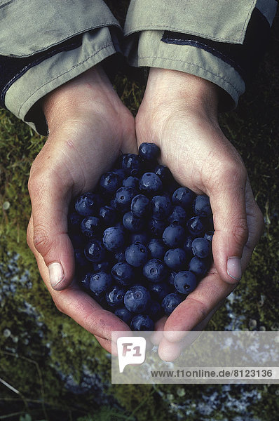 North America USA Alaska Human Hands Human Fingers Large Group Of Fruits Fruits Grass Berries Blue Jacket Cupped Palm Juicy Fresh Sweet Outdoors Day Top View Close-Up Vertical Color Image Photography small