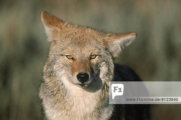 Animal One Animal One Coyote Eyes Nose Mouth Ears Furry Fur Sunlight Nobody Starring Still Wildlife Nature Wild Fierce Aggression Dangerous Outdoors Day Front View Looking at Camera Horizontal Color Image Photography