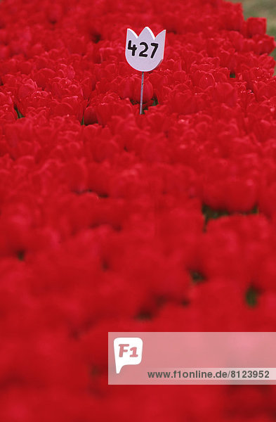 Holland Michigan USA Dutch Americana Festival Red Color Tulips Garden Commercial Agriculture Color image Vertical