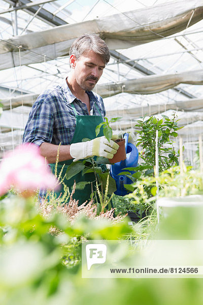 Bio-Bauer beim Bewässern von Jungpflanzen im Polytunnel