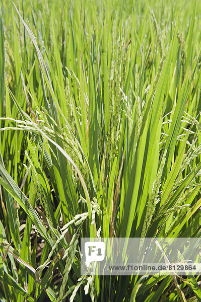 Reispflanzen (Oryza sativa) im Reisfeld