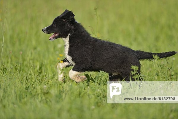 Hunde-Welpe läuft im Gras