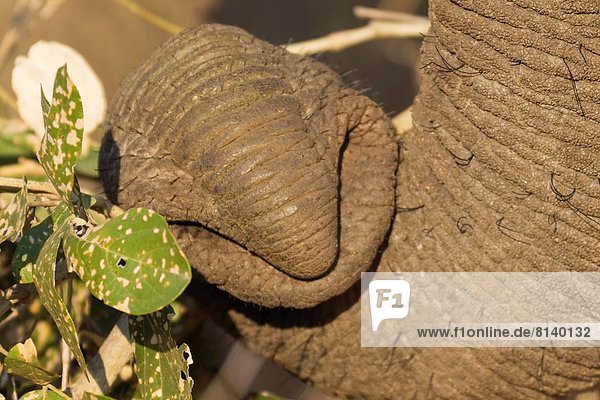 Südliches Afrika Südafrika Bulle Stier Stiere Bullen bringen Elefant festhalten Kruger Nationalpark Ordnung
