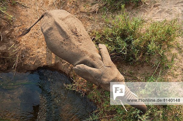 Südliches Afrika  Südafrika  Hausrind  Hausrinder  Kuh  Fluss  Elefant  füttern  trinken  Kruger Nationalpark  Kuh  Schilf