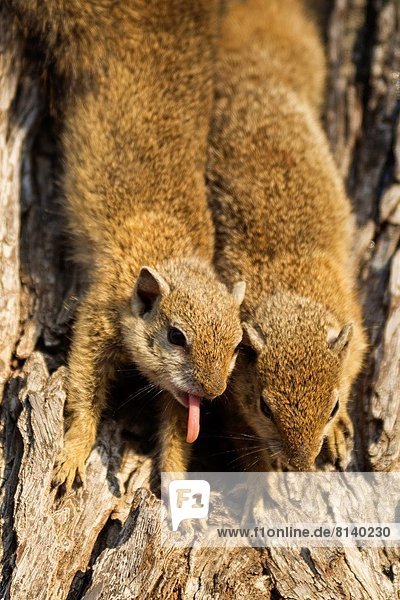 Südliches Afrika  Südafrika  Hörnchen  Sciuridae  Winter  Kälte  Morgen  Baum  sonnenbaden  sonnen  gähnen  Kruger Nationalpark