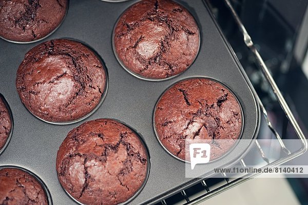 Schokomuffins  Ottobrunn  Bayern  Deutschland  Europa