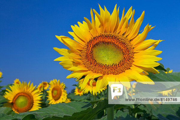 Sonnenblume  helianthus annuus  Himmel  Feld