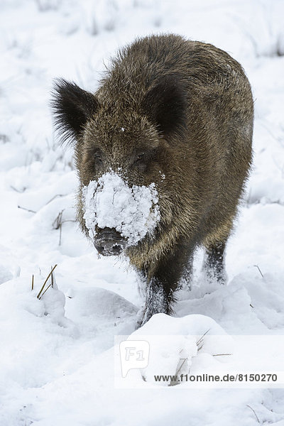 Wild Boar (Sus scrofa) in the snow  Kloevensteen nature reserve