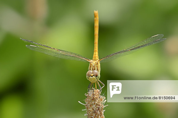 Gemeine Heidelibelle (Sympetrum vulgatum)  Weibchen