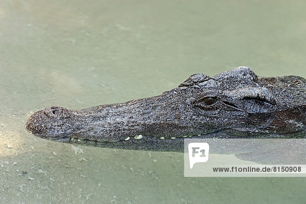 Siam-Krokodil  Siamkrokodil (Crocodylus siamensis)  Portrait  captive