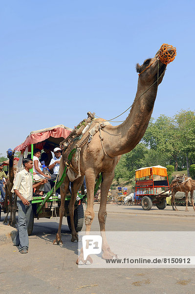 Dromedary  Arabian Camel or Indian Camel (Camelus dromedarius)  draught animal with carriage
