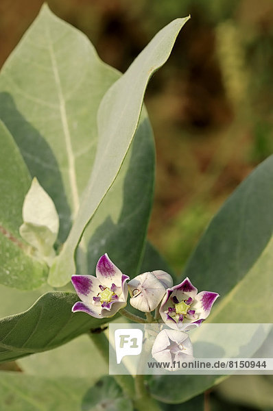 Oscherstrauch  Oscher  Fettblattbaum  Sodomsapfel oder Sodomapfel (Calotropis procera  Asclepias procera  Asclepias gigantea)  Blüten
