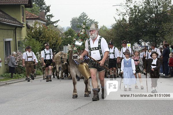 Traditional cattle drive in the Allgaeu  farmer leading the herd with a decorated cow